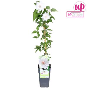 Clematis Miss Bateman
(10 Plants/Order)(15cmP 65cmH)