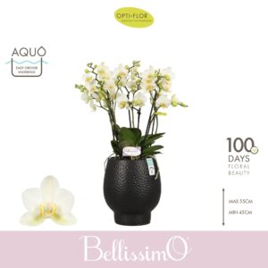 Phalaenopsis Multiflora Bellissimo Bella in Abruzzo Black Aquo
(3 Plants/Order)(15cmP 50cmH)
