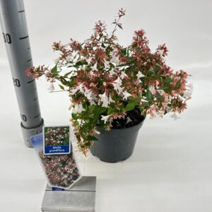 Abelia x grandiflora Abelia grandiflora (1 Plants/Order)(17cmP 30cmH)