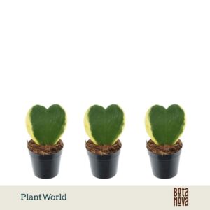 Hoya kerrii VARI 1pp Pot 7
(16 Plants/Order)(7cmP 13cmH)