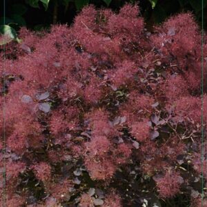 Cotinus coggygria Cotinus 'Dusky Maiden' 30-40C5
(1 Plants/Order)(23cmP 50cmH)