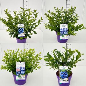 Vaccinium corymbosum Jersey Vaccinium mix 40-60C5
(1 Plants/Order)(23cmP 60cmH)