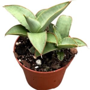 Sansevieria other Swan Dancer
(20 Plants/Order)(6cmP 15cmH)