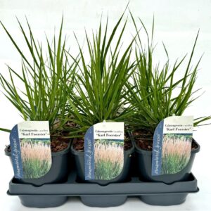 Calamagrostis x Karl Foerster Calamagrostis x acutiflora 'Karl Foerster' P17
(6 Plants/Order)(17cmP 15cmH)