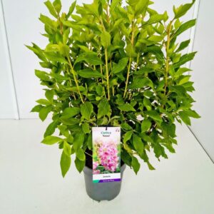 Clethra alnifolia Clethra aln. 'Rosea' 50-60C5
(1 Plants/Order)(23cmP 70cmH)
