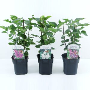 Syringa vulgaris mix LAAG
(6 Plants/Order)(17cmP 40cmH)
