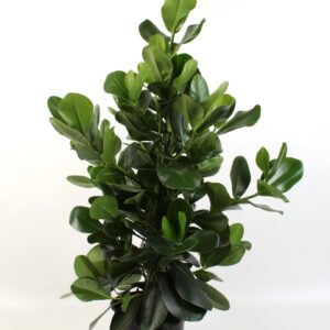 Clusia rosea
(1 Plants/Order)(24cmP 90cmH)