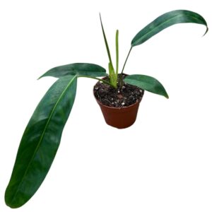 Philodendron Patriciae
(14 Plants/Order)(10.5cmP 20cmH)