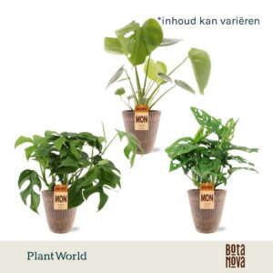 Monstera Monstera mix in Polystone Pot
(6 Plants/Order)(12cmP 45cmH)