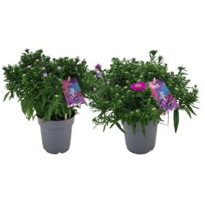 Aster Aster dumosus Alpha mix p12
(6 Plants/Order)(12cmP 25cmH)