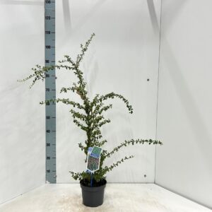 Cotoneaster suecicus Coral Beauty
(1 Plants/Order)(17cmP 90cmH)