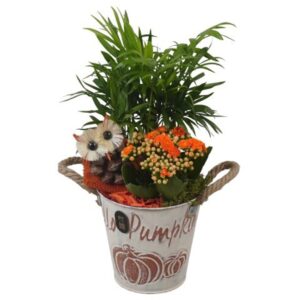 Arrangement kamer PTHI3362 Arrangement Autumn Indoor in metalen Pot
(6 Plants/Order)(13cmP 32cmH)