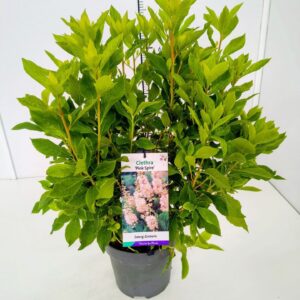 Clethra Pink Spire Clethra aln. 'Pink Spire' 50-60C5
(1 Plants/Order)(23cmP 70cmH)