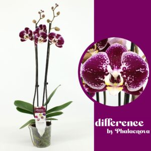 Phalaenopsis Compilation 2-tak 70cm (GROEN)
(10 Plants/Order)(12cmP 70cmH)
