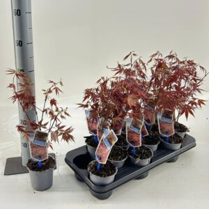 Acer palmatum Atropurpureum
(12 Plants/Order)(10.5cmP 40cmH)