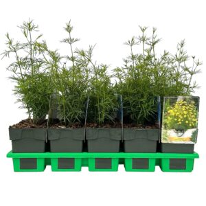 Coreopsis verticillata Zagreb
(10 Plants/Order)(11cmP 25cmH)