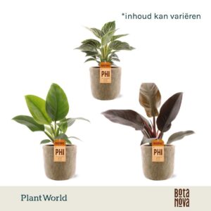 Philodendron Philodendron mix in Bryan Ceramics
(5 Plants/Order)(12cmP 40cmH)
