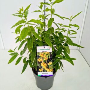 Chimonanthus praecox Chimonanthus praecox 30-40C5 
(1 Plants/Order)(22cmP 50cmH)