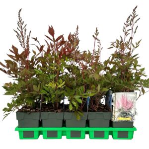 Astilbe arendsii 'Erika' P11
(10 Plants/Order)(11cmP 25cmH)