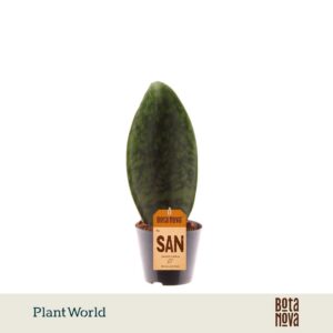 Sansevieria other ‘Masoniana’ Whale Fin P8,5
(12 Plants/Order)(8.5cmP 25cmH)