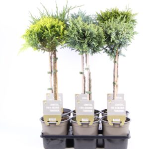 conifers mix op stam P15
(6 Plants/Order)(15cmP 65cmH)