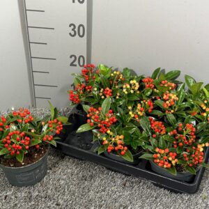 Skimmia Japonica Red Berry Bee' P14 4-5
(6 Plants/Order)(14cmP 20cmH)