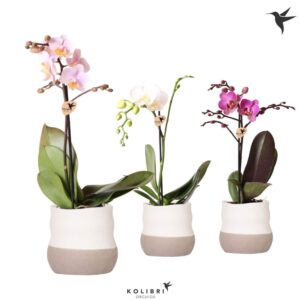 Phalaenopsis mixed 1 spike in Imperfect Bag Pot
(6 Plants/Order)(9cmP 40cmH)