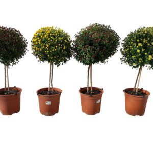 Chrysanthemum Indicum op stam
(1 Plants/Order)(21cmP 70cmH)