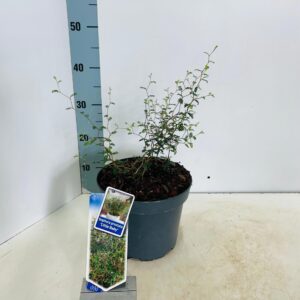 Sophora Little Baby prostata
(1 Plants/Order)(23cmP 35cmH)