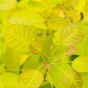 Cotinus Golden Spirit Cotinus cog. 'Golden Spirit' 40-50C5
(1 Plants/Order)(23cmP 50cmH)