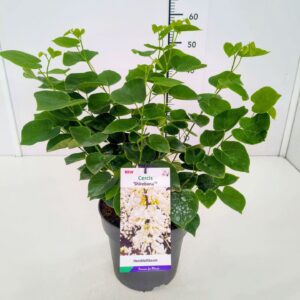 Cercis chinensis Cercis chinensis 'Shirobana' 40-60C5
(1 Plants/Order)(23cmP 60cmH)