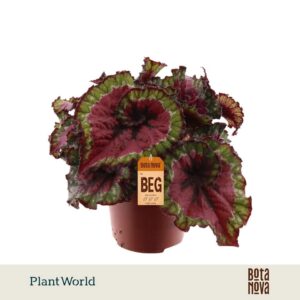 Begonia Magic Colours Macarena rex
(8 Plants/Order)(12cmP 25cmH)