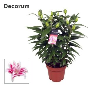 Lilium Roselily Nowa
(5 Plants/Order)(19cmP 55cmH)