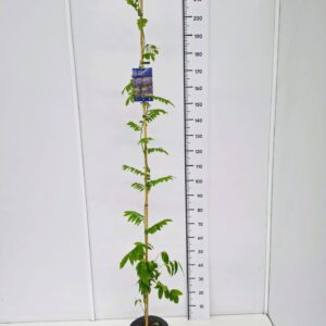Wisteria other Wisteria ven. 'Grande Diva ® Nathalie' KN150-175C7
(1 Plants/Order)(25cmP 170cmH)
