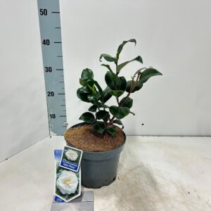 Camellia japonica Alba Plena
(1 Plants/Order)(19cmP 35cmH)