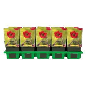 Geum rivale Flames of Passion' P11 
(10 Plants/Order)(11cmP 25cmH)