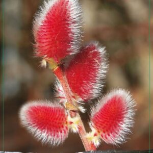 Salix gracilistyla Mt. Aso Salix gracilistyla 'Mount Aso' 40-50C3
(1 Plants/Order)(19cmP 60cmH)