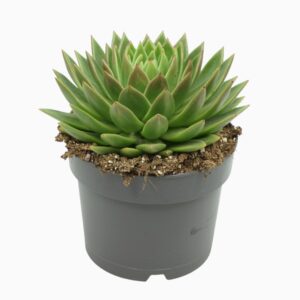 Echeveria agavoides
(3 Plants/Order)(17cmP 25cmH)