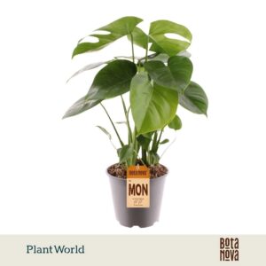 Monstera deliciosa
(5 Plants/Order)(19cmP 60cmH)