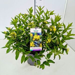 Diervilla sessilifolia Diervilla ses. 'Butterfly' 40-50C5
(1 Plants/Order)(23cmP 60cmH)
