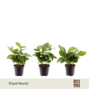 Coffea arabica
(16 Plants/Order)(7cmP 15cmH)