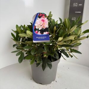 Rhododendron Yakushimanum Percy Wiseman'
(1 Plants/Order)(23cmP 40cmH)