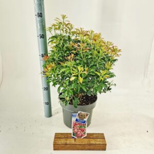 Pieris Passion jap. PBR
(1 Plants/Order)(23cmP 50cmH)