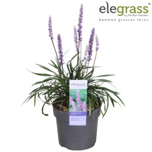 Liriope muscari Ingwersen
(1 Plants/Order)(19cmP 50cmH)