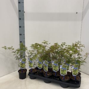Acer palmatum Seiryu
(12 Plants/Order)(10.5cmP 35cmH)