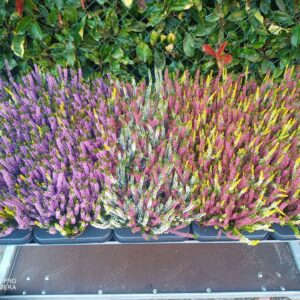 Calluna Beauty-Ladies Ladies Twin mixed shelf 3 different types of twins duo's on o
(18 Plants/Order)(9cmP 15cmH)