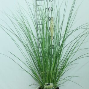 Cortaderia other minipampas 'Hard Groen' P23
(1 Plants/Order)(23cmP 110cmH)