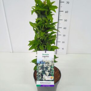 Deutzia magnifica Deutzia magnifica 60-80C5
(1 Plants/Order)(23cmP 80cmH)