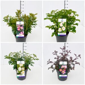 Rosa Courtyard Collection Rosa mix 50-60C5
(1 Plants/Order)(23cmP 70cmH)