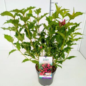 Weigela other Weigela 'Red Prince' 60-80C5
(1 Plants/Order)(22cmP 80cmH)